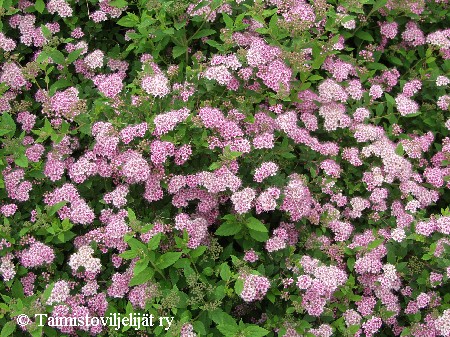 Spiraea japonica'Little Princess'